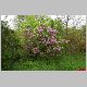 lilas  2001.jpg